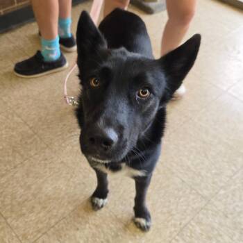 Lacey -  German Shepherd Dog Dog for Adoption in Birmingham, Alabama - Lacey | PetCurious