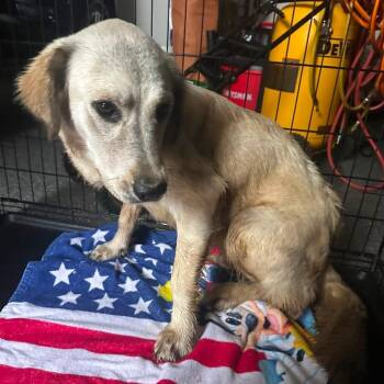 Labrador Retriever and Mixed Breed Dogs Available for Adoption in Denison, Texas - Posey | PetCurious