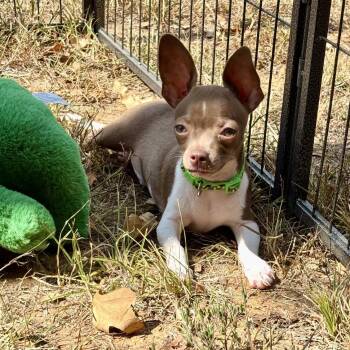 Duke -  Chihuahua Dog for Adoption in Pelham, New Hampshire - Duke | PetCurious