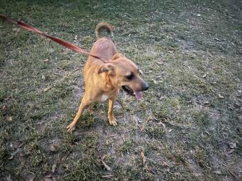 Rescue Feist Dogs for Adoption in Troy, Alabama - Maisy | PetCurious