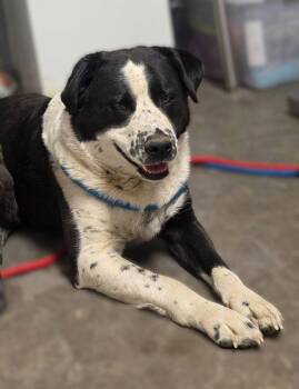Ozzy -  Pit Bull Terrier and Border Collie Dog for Adoption in Las Vegas, New Mexico - Ozzy | PetCurious