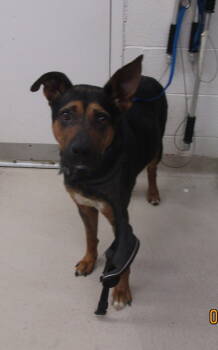 Rescue Shepherd Dogs for Adoption in Marietta, Georgia - Radar(84) | PetCurious