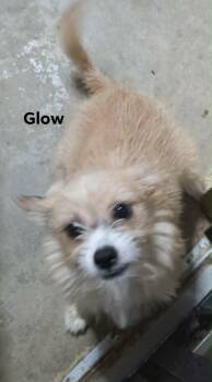 Terrier and Mixed Breed Dogs Available for Adoption in Severance, Colorado - Glow | PetCurious