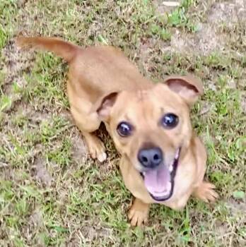 Rescue Chiweenie Dogs for Adoption in Ladson, South Carolina - Butterbean | PetCurious