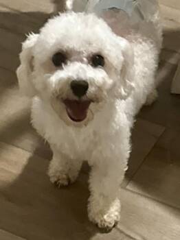Reagan Bichon -  Bichon Frise Dog for Adoption in Gillsville, Georgia - Reagan Bichon | PetCurious