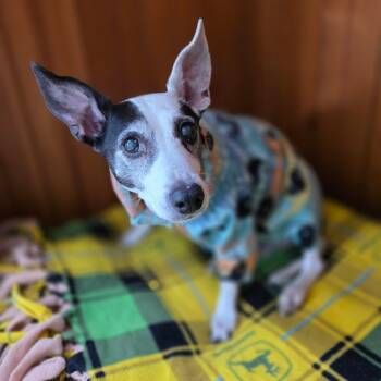 Rescue Mixed Breed Dogs for Adoption in Davenport, Iowa - Yappy | PetCurious