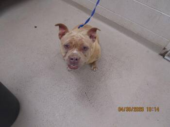 Pit Bull Terrier Dogs Available for Adoption in Marietta, Georgia - Frannie (802) | PetCurious