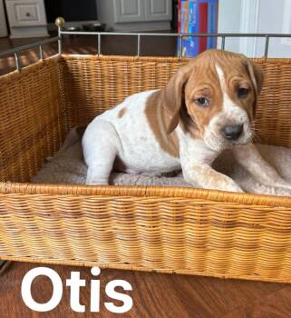 English Coonhound and Hound Dogs Available for Adoption - Otis | PetCurious