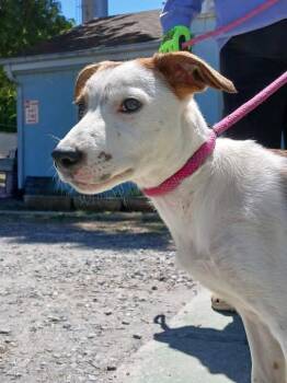 Hound Dogs Available for Adoption in Rustburg, Virginia - Meade - At Shelter Available 5/9 | PetCurious