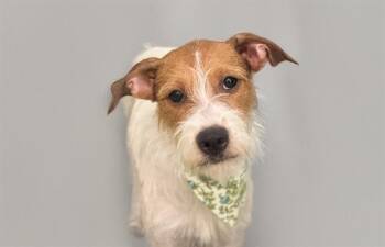 Parson Russell Terrier and Mixed Breed Dogs Available for Adoption in Fort Lauderdale, Florida - NENA | PetCurious