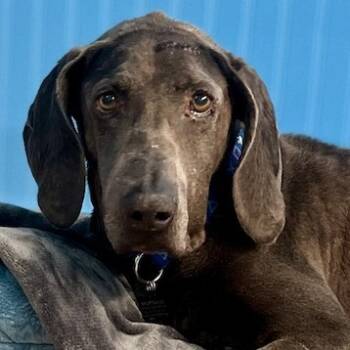 Rescue Weimaraner Dogs for Adoption in San Francisco, California - Pico De Gallo 13256 | PetCurious