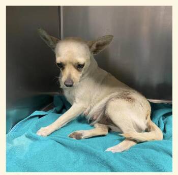 Ruthie -  Chihuahua Dog for Adoption in Bothell, Washington - Ruthie | PetCurious