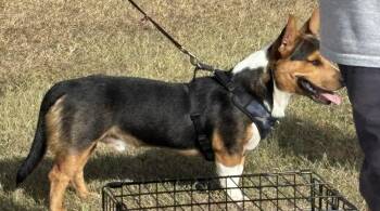 Zipper -  Corgi and Mixed Breed Dog for Adoption in Brookshire, Texas - Zipper | PetCurious