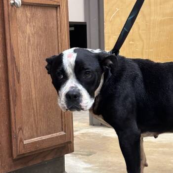 Rescue Boxer Dogs for Adoption in Tupelo, Mississippi - Jade - 062708T | PetCurious