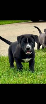 Bear (Sciotoville 7) -  Welsh Springer Spaniel and German Shepherd Dog Dog for Adoption in Lewis Center, Ohio - Bear (Sciotoville 7) | PetCurious