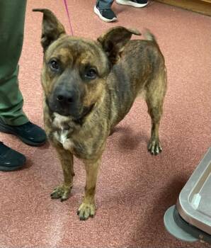 Rescue Pit Bull Terrier Dogs for Adoption in Monticello, Illinois - Tito | PetCurious