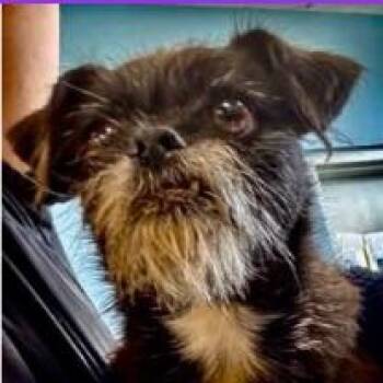 Rayne -  Terrier Dog for Adoption - Rayne | PetCurious