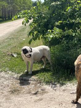 Rescue Mastiff Dogs for Adoption in Niagara Falls, Ontario - Daphne (20250516-03) | PetCurious