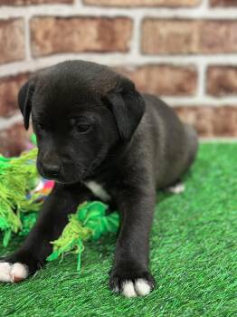Labrador Retriever Dogs Available for Adoption - Lyn EG In MS | PetCurious