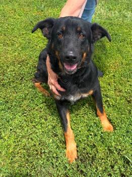 Loki -  German Shepherd Dog Dog for Adoption in Winchester, Virginia - Loki | PetCurious