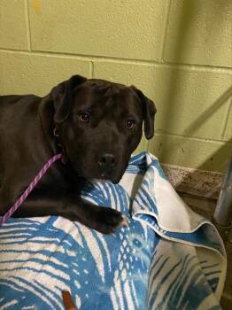 Boxer and Labrador Retriever Dogs Available for Adoption - PANTHER | PetCurious