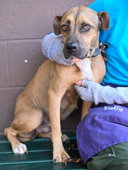 Rescue Mixed Breed Dogs for Adoption in Atlanta, Georgia - Kinley | PetCurious