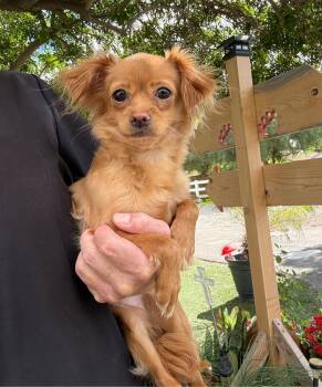 Pomeranian Dogs Available for Adoption in Temecula, California - Ruby | PetCurious