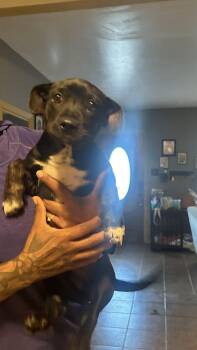 Dachshund and Schnauzer Dogs Available for Adoption in Gainesville, Virginia - Slinky | PetCurious