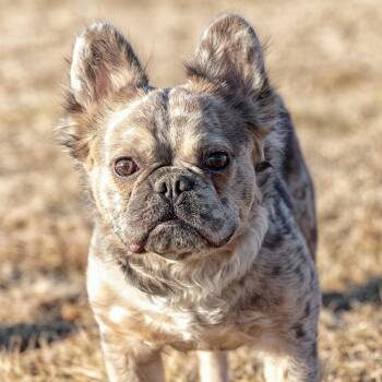 French Bulldog Dogs Available for Adoption in Clarinda, Iowa - Theo | PetCurious