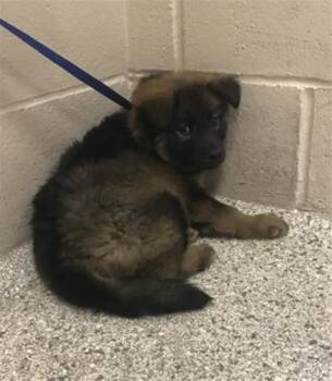German Shepherd Dog and Mixed Breed Dogs Available for Adoption in Conroe, Texas - A426949 | PetCurious