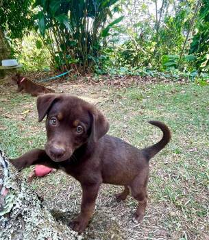 Aurua -  Labrador Retriever Dog for Adoption in Ardara, Pennsylvania - Aurua | PetCurious