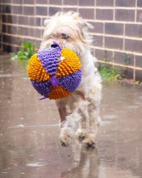 Eagle- ADOPTED! -  Mixed Breed Dog for Adoption in Chamblee, Georgia - Eagle- ADOPTED! | PetCurious