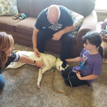 Terrier and Pit Bull Terrier Dogs Available for Adoption in Bismarck, North Dakota - Luna | PetCurious