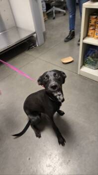 Rescue Mixed Breed Dogs for Adoption in Fresno, California - Markus | PetCurious