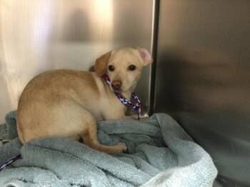 A1921784 -  Chihuahua Dog for Adoption in Thousand Palms, California - A1921784 | PetCurious