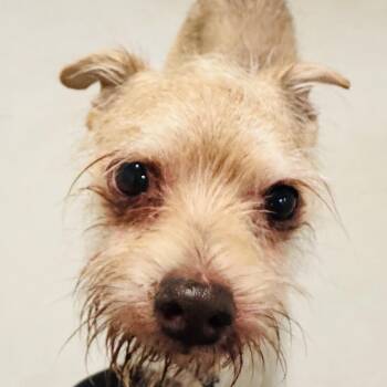 Terrier Dogs Available for Adoption - Lyle - Costa Mesa Location | PetCurious