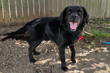Jasper -  Golden Retriever and Border Collie Dog for Adoption in Lexington, Kentucky - Jasper | PetCurious