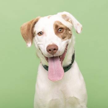 Rescue Mixed Breed Dogs for Adoption in Franklin, Tennessee - Cupid | PetCurious