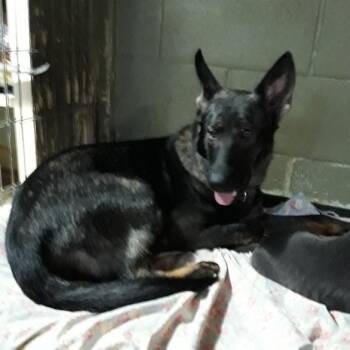 Eva (Ginny)(26-236) -  German Shepherd Dog Dog for Adoption in New Ringgold, Pennsylvania - Eva (Ginny)(26-236) | PetCurious