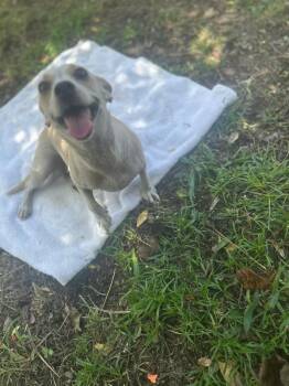 Rescue Chihuahua Dogs for Adoption - Kiara | PetCurious