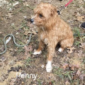 Penny -  Poodle and Australian Shepherd Dog for Adoption in Normal, Illinois - Penny | PetCurious