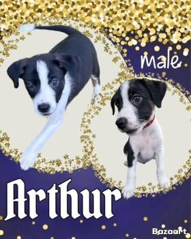 Rescue Labrador Retriever Dogs for Adoption in Manchester, Connecticut - Arthur | PetCurious