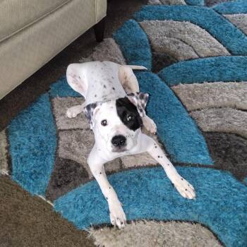 Rescue Pit Bull Terrier and Labrador Retriever Dogs for Adoption in Rochester Hills, Michigan - Lucky | PetCurious