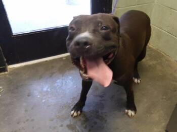BLUE -  Pit Bull Terrier Dog for Adoption in Tulsa, Oklahoma - BLUE | PetCurious