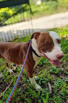 Lionel Messi -  Mixed Breed Dog for Adoption in Cincinnati, Ohio - Lionel Messi | PetCurious