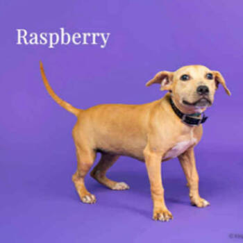 Rescue Pit Bull Terrier Dogs for Adoption in Northbrook, Illinois - Raspberry | PetCurious