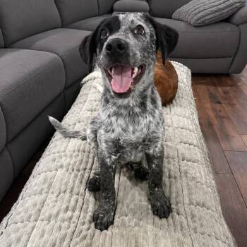 Australian Cattle Dog Blue Heeler Dogs Available for Adoption in Houston, Texas - Rex | PetCurious