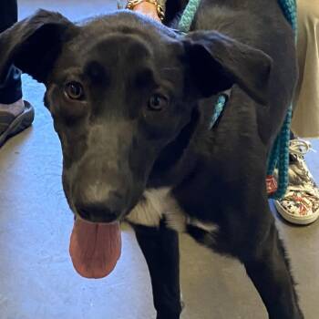 Delilah -  Border Collie Dog for Adoption in Pagosa Springs, Colorado - Delilah | PetCurious