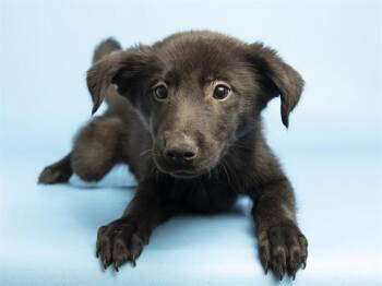 ROBIN -  Labrador Retriever and Mixed Breed Dog for Adoption in Phoenix, Arizona - ROBIN | PetCurious