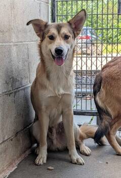 Mike #171 -  Shepherd Dog for Adoption in New Lexington, Ohio - Mike #171 | PetCurious
